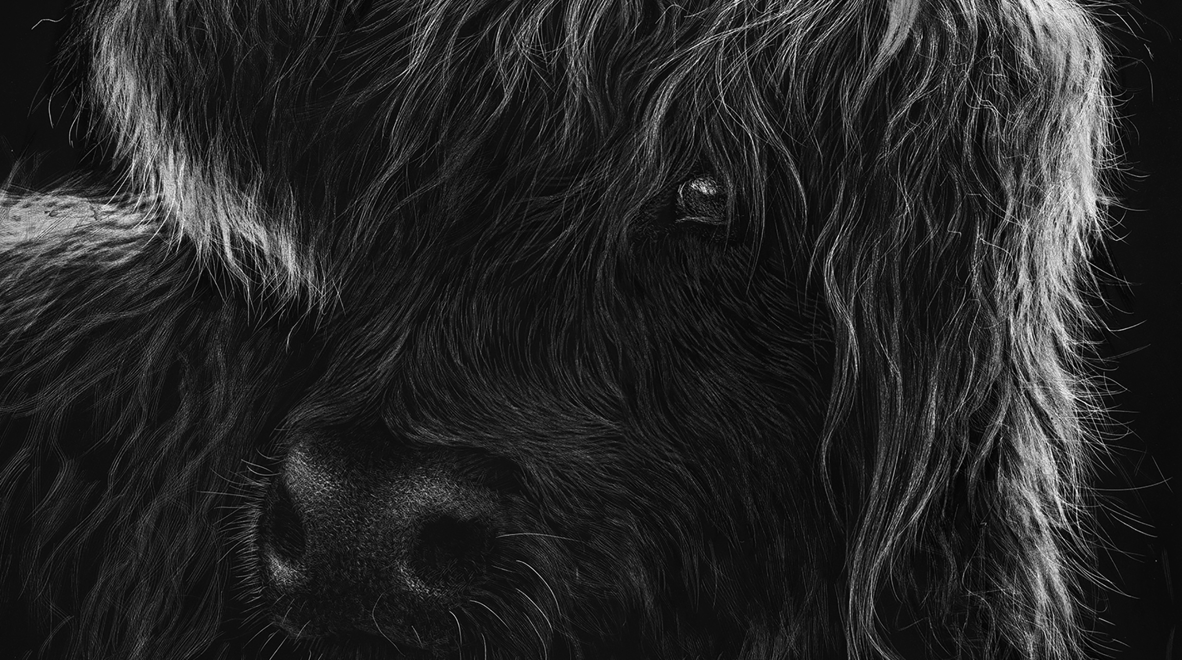 Highland cow scratchboard